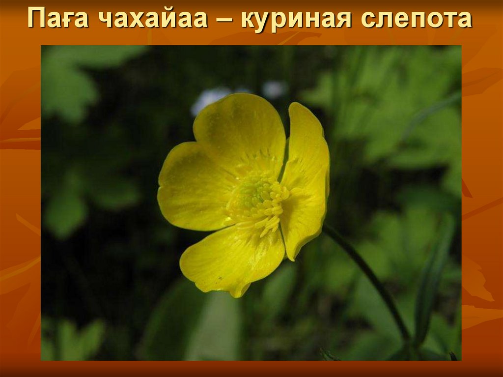 Паға чахайаа – куриная слепота