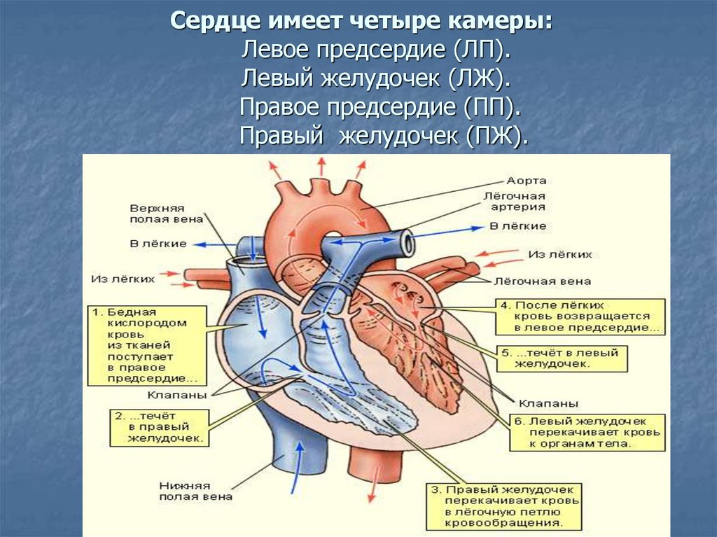 Левое предсердие какие вены. Верхняя полая Вена анатомия сердца. Нижняя полая Вена анатомия сердца. Верхняя полая Вена правое предсердие. Легочная Вена верхняя полая Вена.