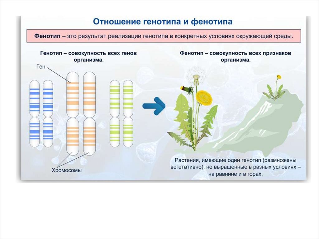 Значение для организма мутационной изменчивости. Мутационная изменчивость ppt. Объект изменения мутационной изменчивости. Закономерности мутационного процесса.