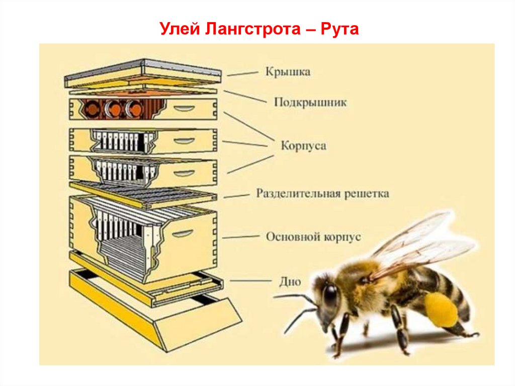 Что входит в базовую часть умного улья. Схема строения пчелиного улья. Как устроен улей для пчел внутри. Строение улья для пчел. Строение улья для пчел схема.