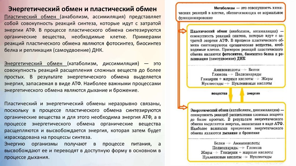 Основные законы обмена веществ