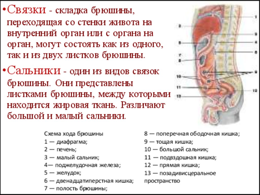 Связки малого сальника