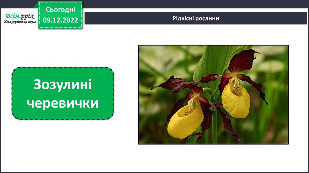 Червона книга України. Рідкісні рослини. Урок №36 - презентация онлайн