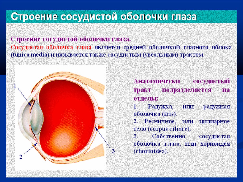Цвет сосудистой оболочки глаза. Сосудистая оболочка глаза строение анатомия. Собственно сосудистая оболочка строение. Сосудистая оболочка глазного яблока строение. Собственно сосудистая оболочка глаза функции.