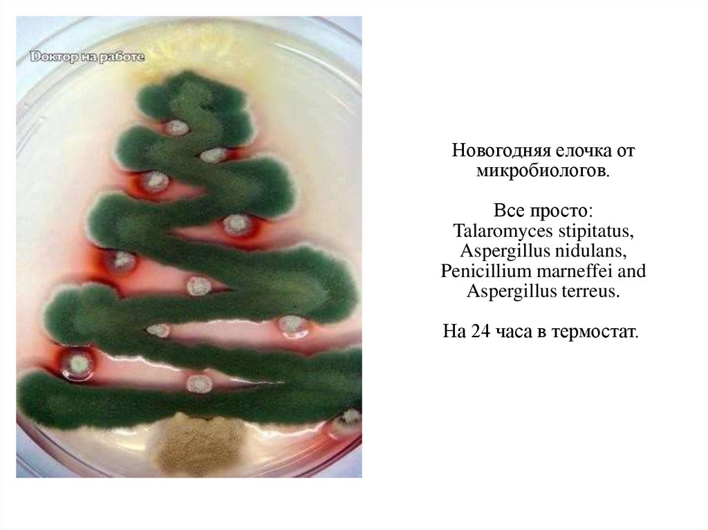 Новогодняя елочка от микробиологов. Все просто: Talaromyces stipitatus, Aspergillus nidulans, Penicillium marneffei and