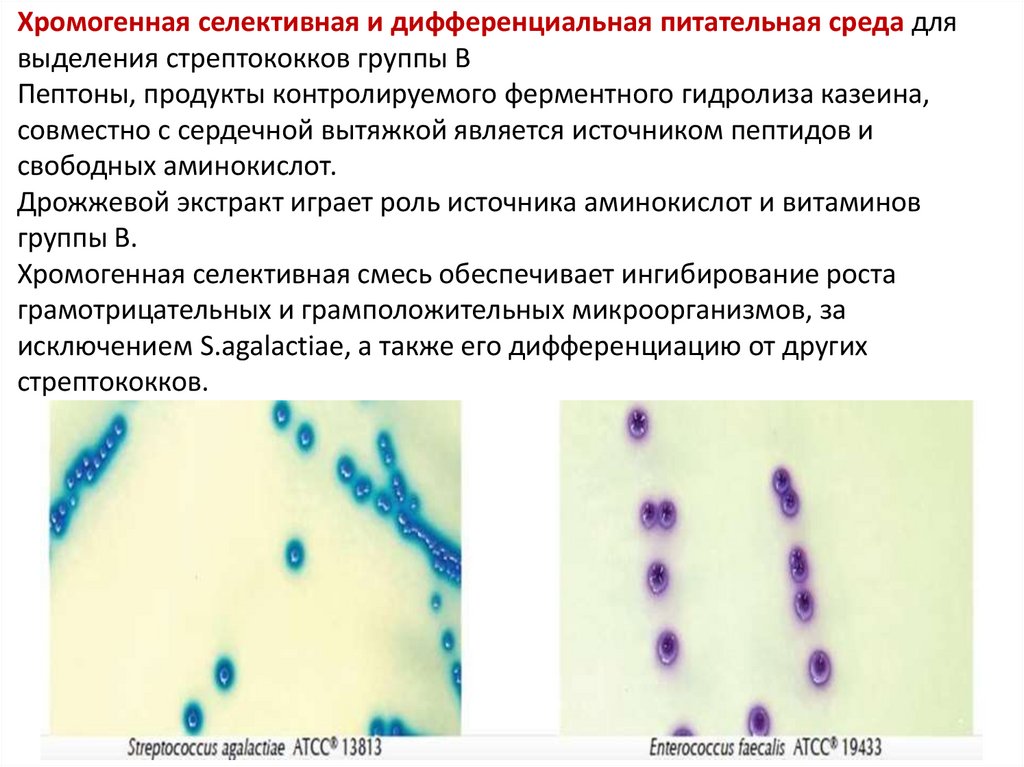 Хромогенная селективная и дифференциальная питательная среда для выделения стрептококков группы В Пептоны, продукты