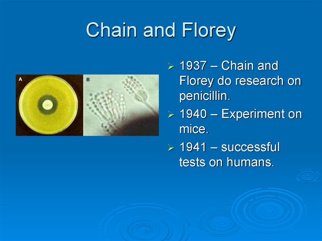 Chain and Florey
