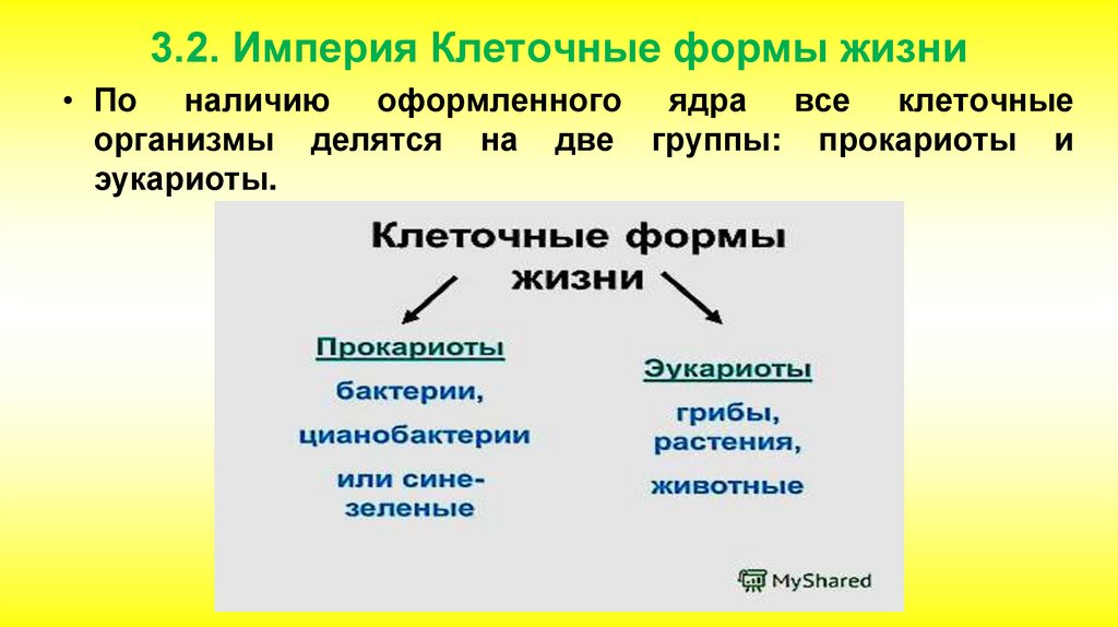 Принципы систематики презентация