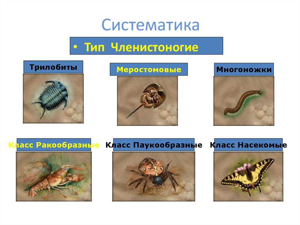 Ракообразные паукообразные насекомые конечности. Тип Членистоногие. Тип Членистоногие класс. Тип Членистоногие ЯКЛАСС. Тип Членистоногие представители.