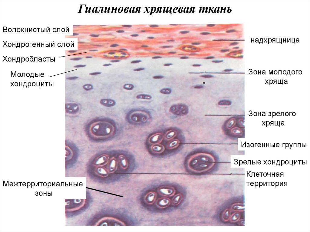 Хрящ ткань рисунок