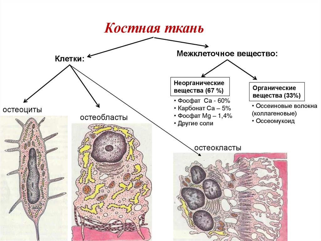 Ткань вещество вещества. Клетки костной ткани остеоциты остеобласты остеокласты. Диффероны клеток костной ткани.