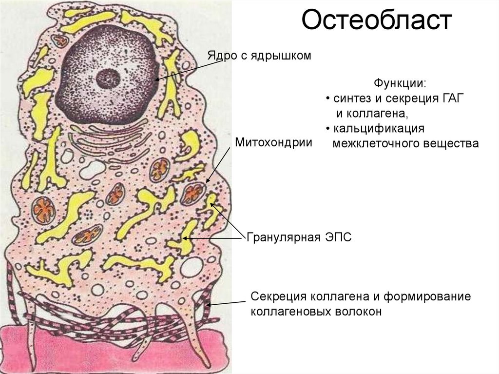 Схема строения остеобласта