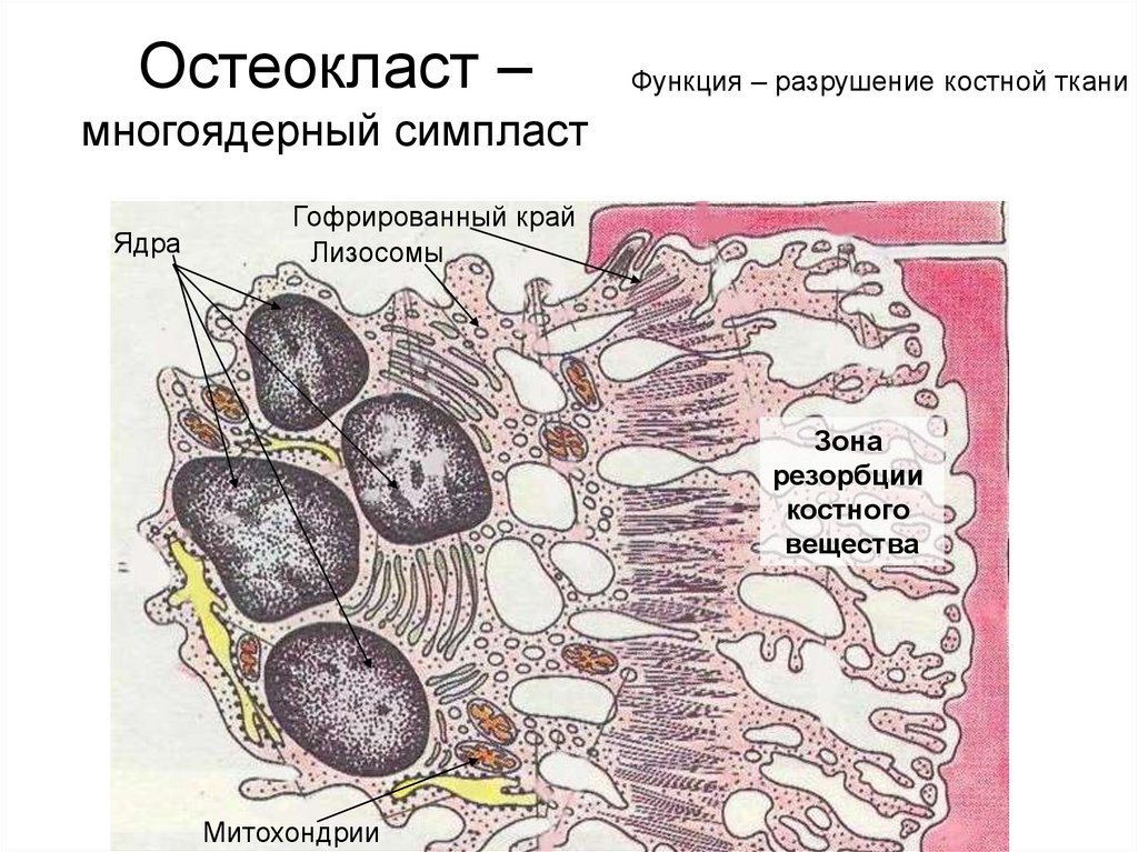 Схема строение остеокласта