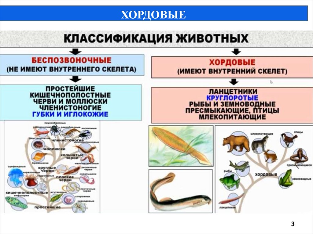 Характеристика подтипа позвоночные анамнии и амниоты