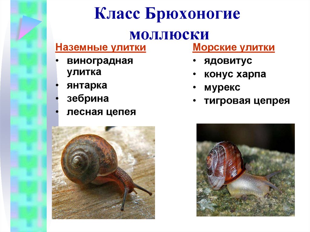Представитель моллюсков является. Тип моллюски брюхоногие представители. Биология : класс брюхоногие представители. Представитель наземных брюхоногих моллюсков Виноградная улитка. Жабродышащие брюхоногие моллюски.
