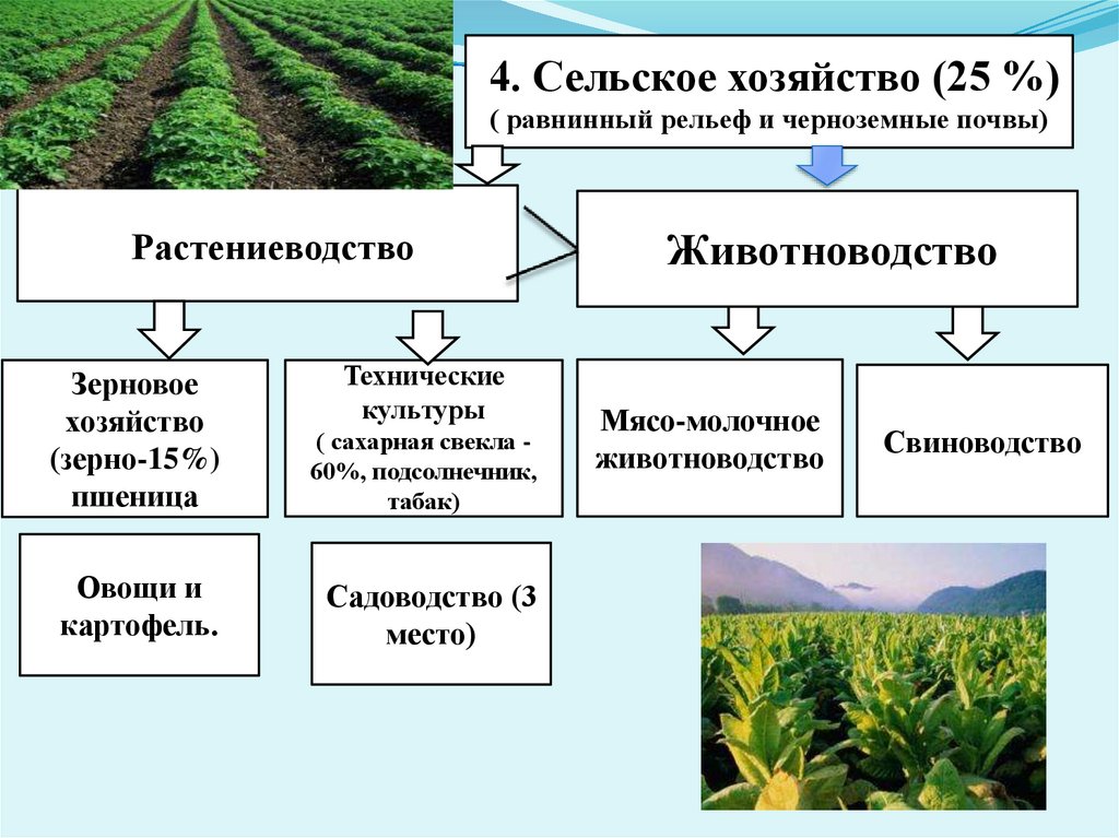 Северный кавказ специализируется на выращивании