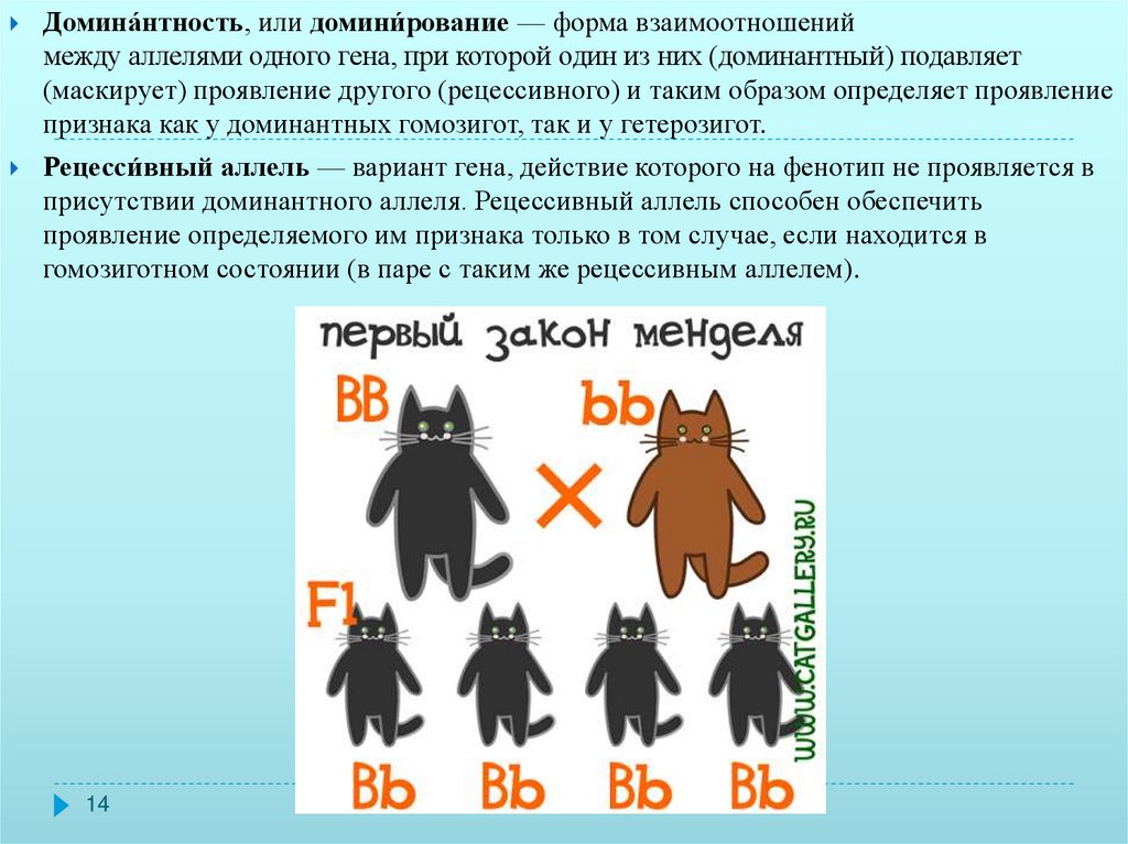 Доминантность что это. Доминантность. Доминантность это в психологии. Доминантность это в биологии. Свойства генов доминантность и рецессивность.