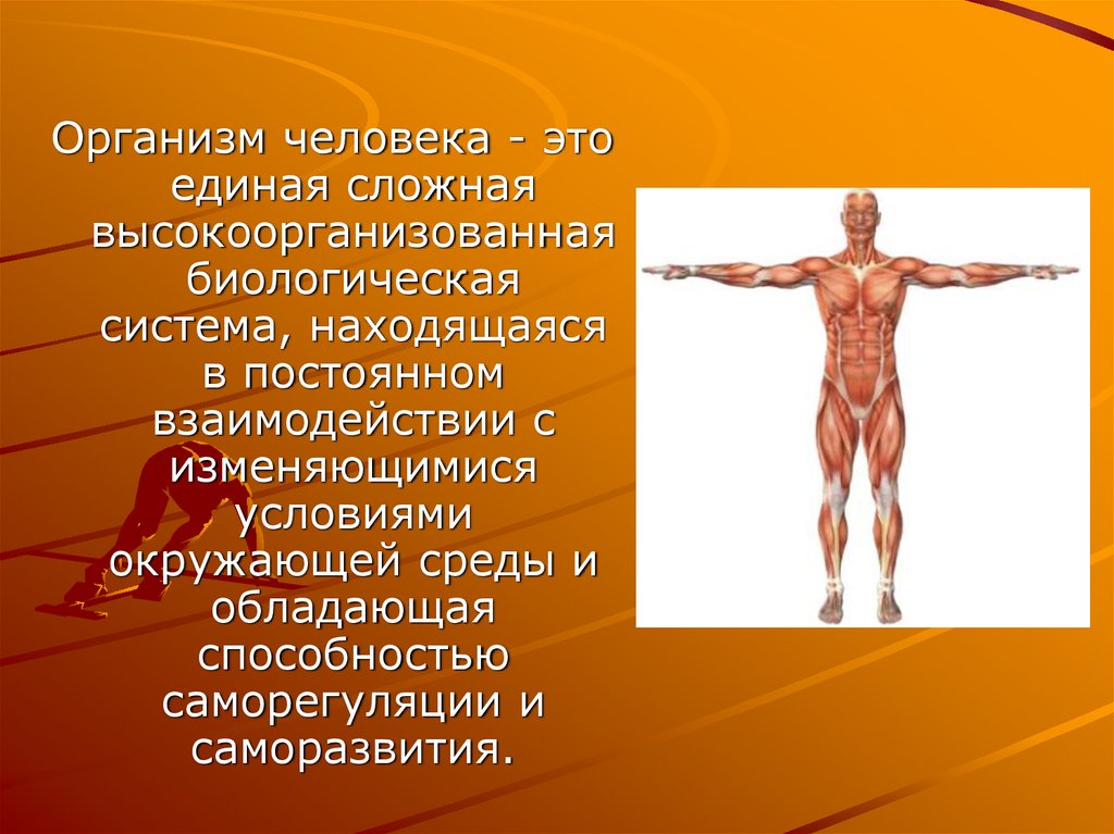 Почему тело человека. Организм человека. Человеческое тело. Организм человека биологическая система. Человек как организм.