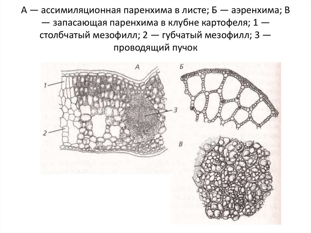 Ассимиляционная ткань. Основная ткань растений паренхима. Ассимиляционная паренхима у листа ткань. Запасающая паренхима строение. Основные ткани ассимиляционная запасающая воздухоносная паренхима.