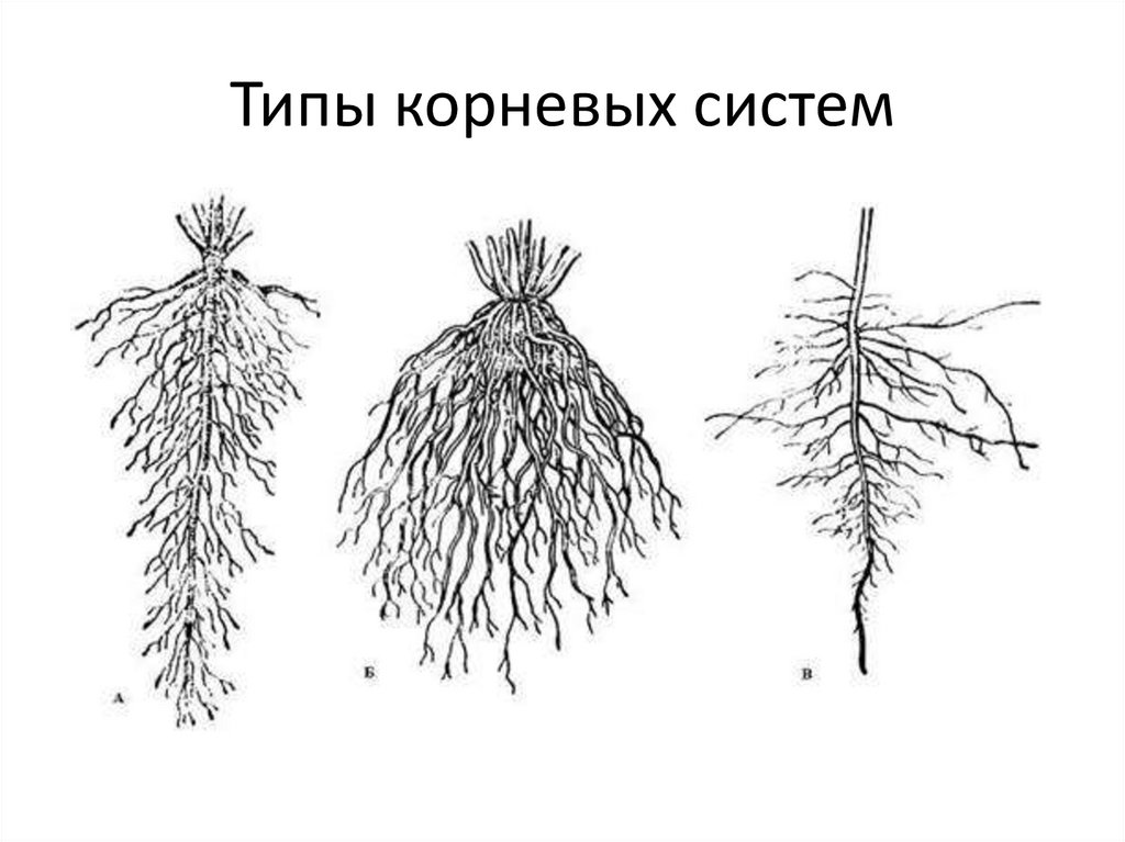 Какие существуют корни. Типы корневых систем стержневая мочковатая смешанная. Корневая система стержневого типа. Смешанная корневая система. Метаморфозы корня у мочковатой корневой.