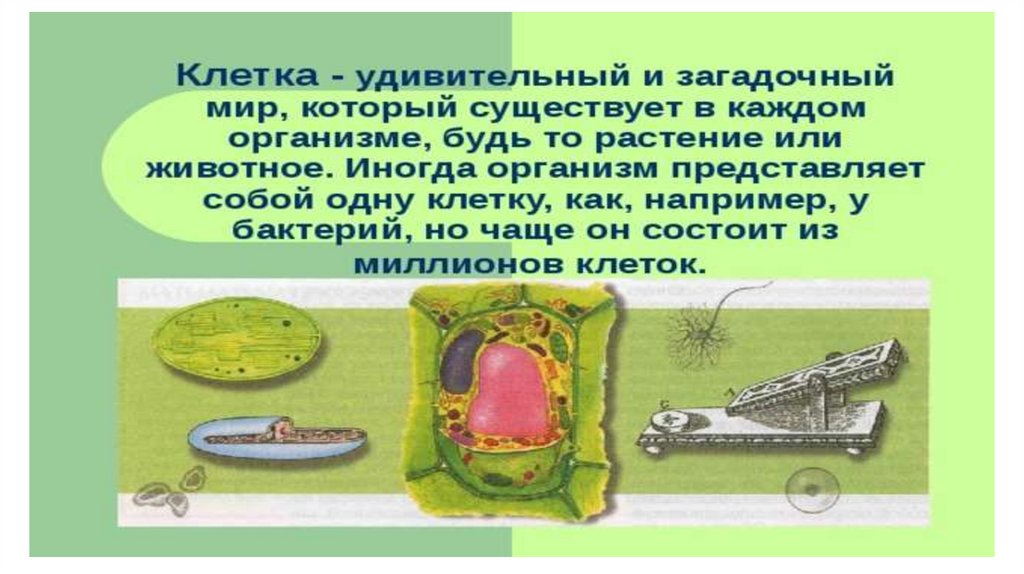 Клеточная теория - презентация онлайн