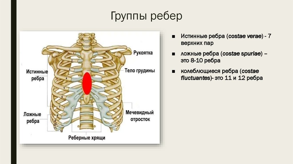 Анатомия под ребрами