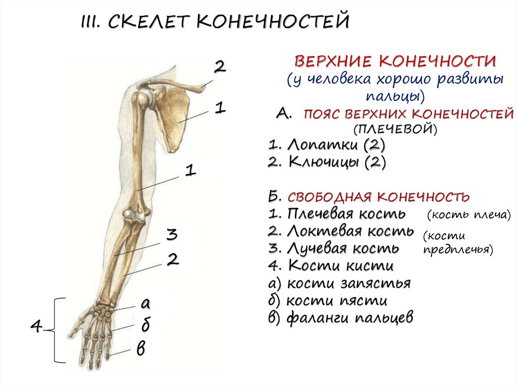Скелет пояса свободной верхней конечности. Скелет конечностей. Скелет конечностей человека. Строение скелета верхних и нижних конечностей. Скелет верхней конечности скелет нижней конечности таблица.