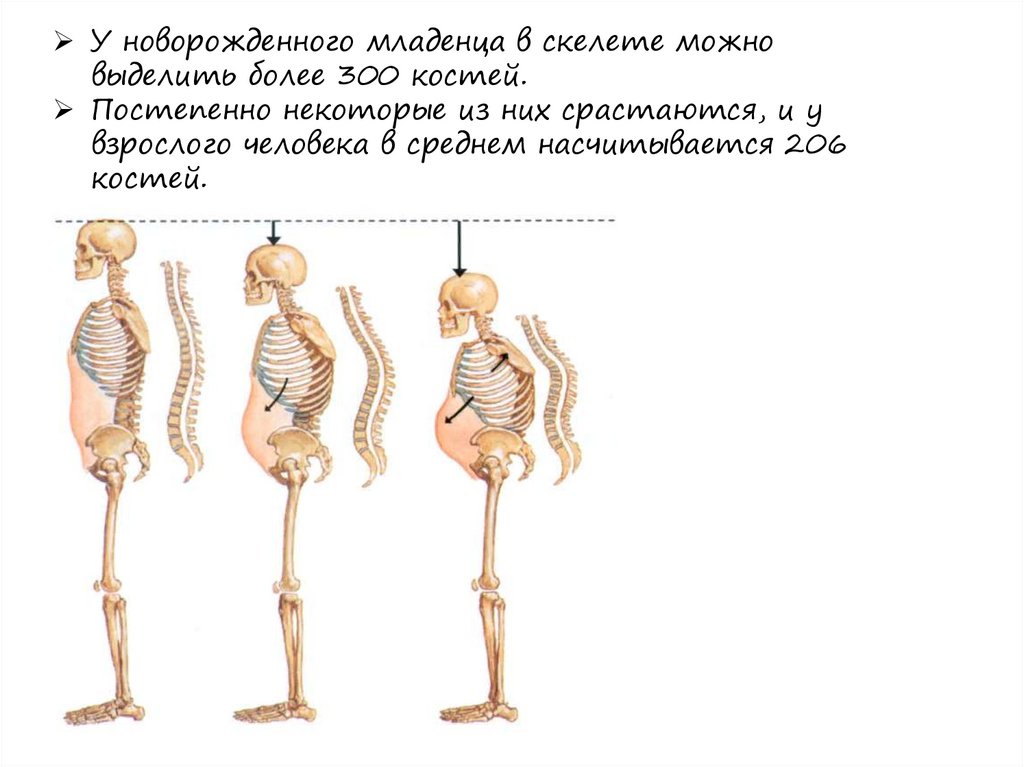 Скелет конечностей - презентация онлайн