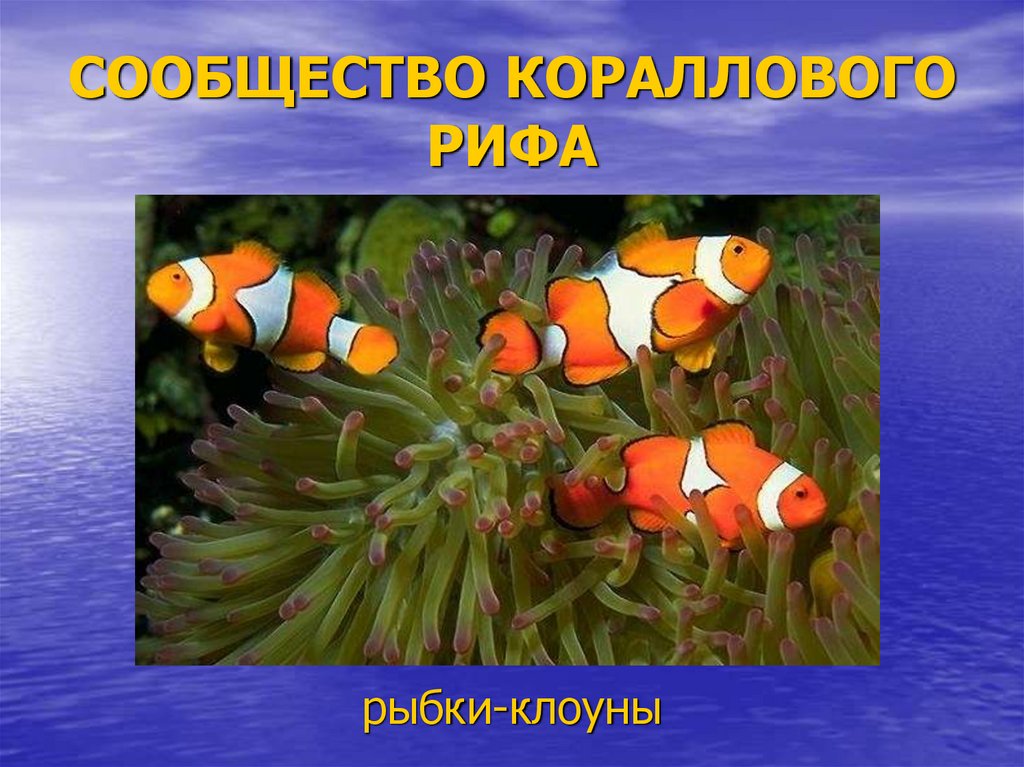 В глубоководных сообществах океана отсутствуют. Рыба клоун презентация. Коралловый риф рыба клоун. Рыба клоун доклад. Сообщение о рыбе клоуне.