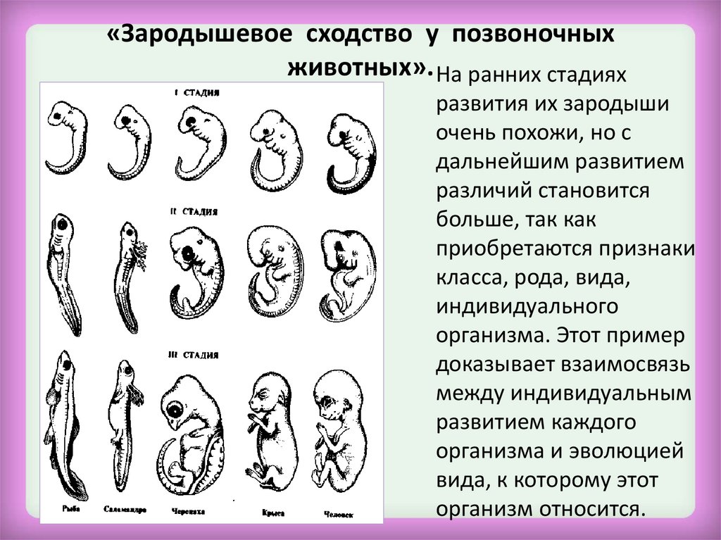 Внешние сходства с зародышем. Зародыши позвоночных животных. Сходство зародышей.