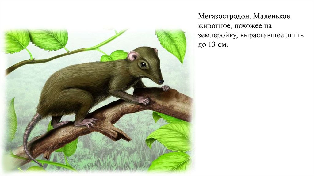 Animal 1 животное. Млекопитающие мезозойской эры. Древние Насекомоядные млекопитающие. Мегазостродон (Megazostrodon). Первые млекопитающие триаса.