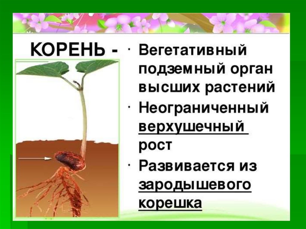 Корень это какой орган растения. Органы растений корень. Корень вегетативный орган растения. Корень как вегетативный орган. Корень биология 6 класс.