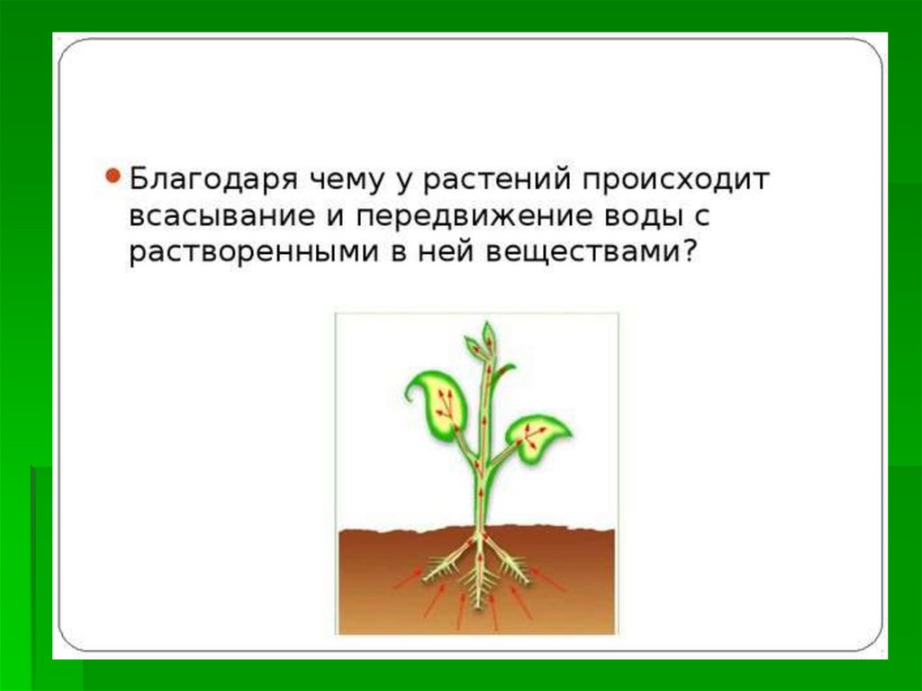 Рост корня в толщину. Всасывание воды корнем растений. Всасывание воды корнем растений схема. Благодаря чему вода передвигается по растению. Рост корня.