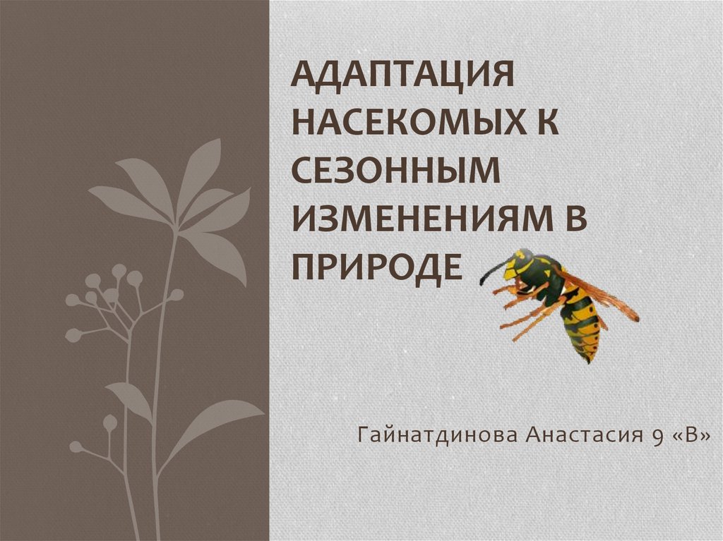 Проект на тему адаптация насекомых к сезонным изменениям в природе