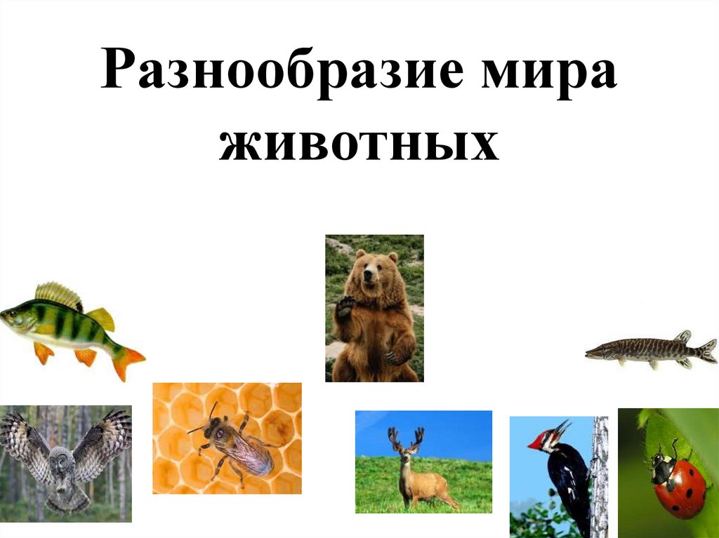 Как можно объяснить высокое разнообразие животных. Многообразие животных. Животный мир слайд. Проект разнообразие животных.