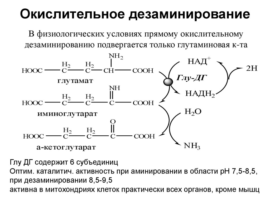 Окислительное дезаминирование аланина. Реакцию окислительного дезаминирования глутамата. Общая схема дезаминирования аминокислот. Гидролитическое дезаминирование Серина. Механизм окислительного дезаминирования аминокислот.