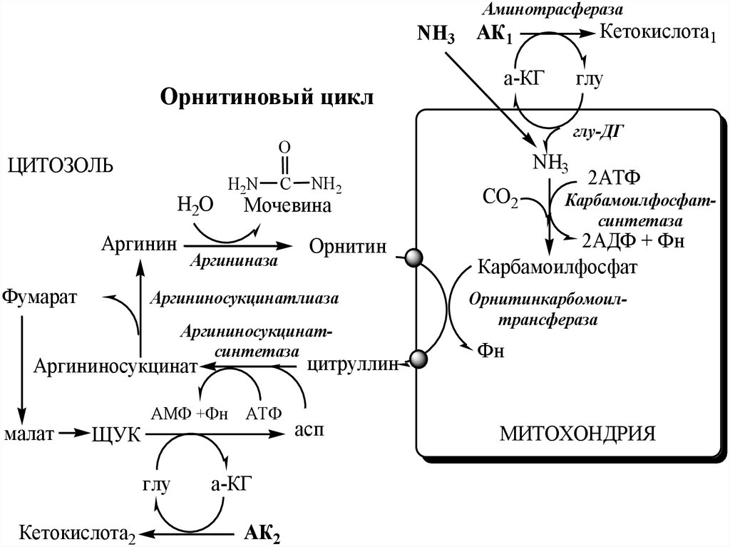 Орнитиновый цикл реакции. Схема синтеза мочевины орнитиновый цикл. Цикл синтеза мочевины биохимия. Цикл образования мочевины реакции. Синтез аргинина в орнитиновом цикле.