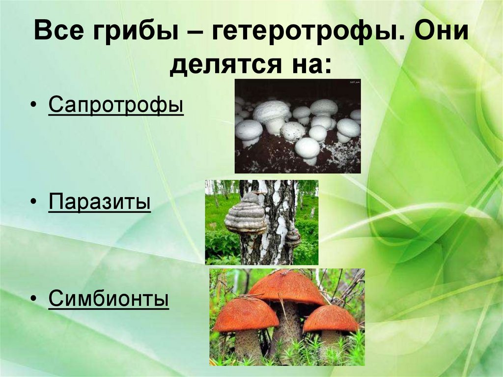 Сапротрофы роль в природе. Грибы гетеротрофы 5 класс биология. Способы гетеротрофного питания грибов. Царство грибов питание. Грибы являются гетеротрофами.