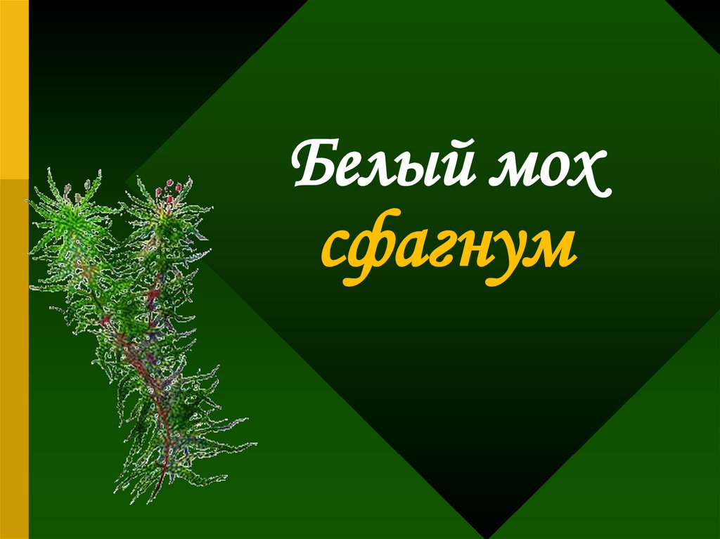 Белый мох сфагнум