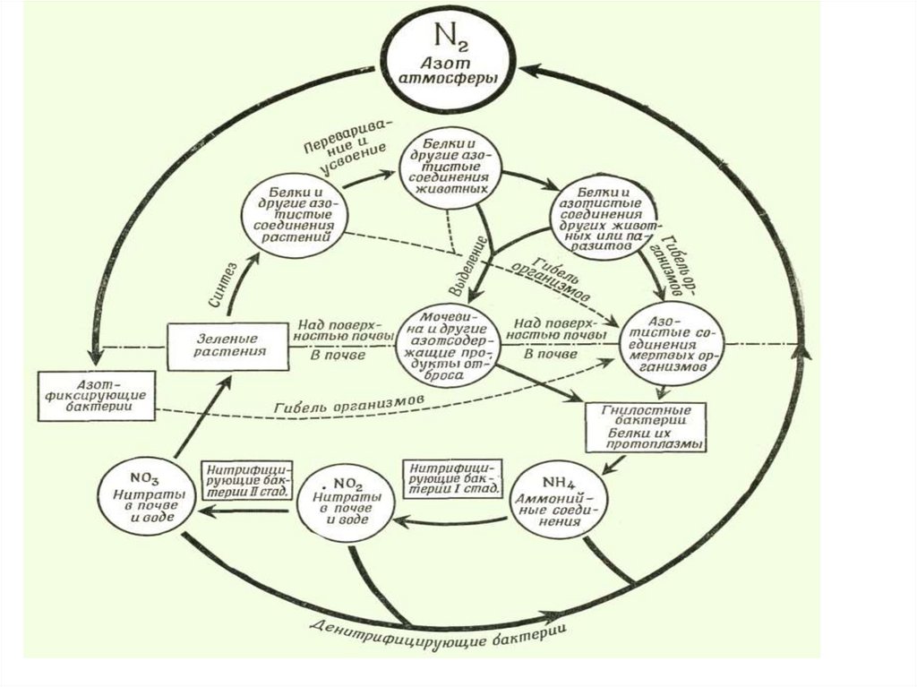 Биогеохимический цикл азота схема