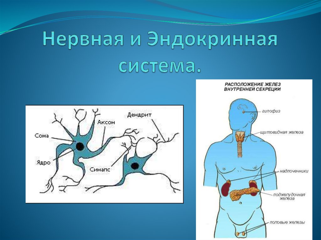 Нервная система капли