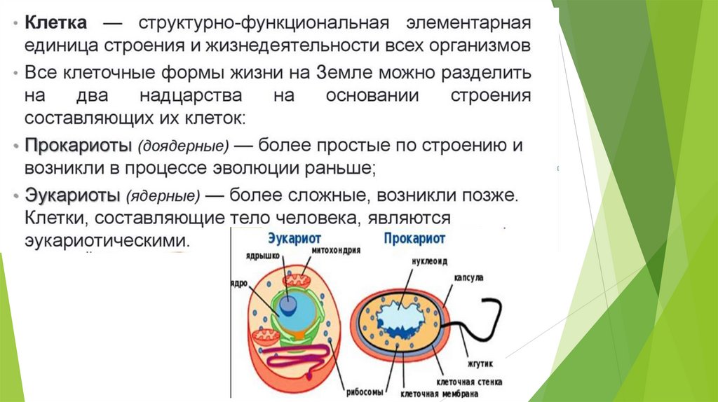 Ядерные организмы или эукариоты. Вакуоль в прокариотах и эукариотах. Жизненного цикла соматической клетки эукариотического организма. Доядерные и ядерные организмы.