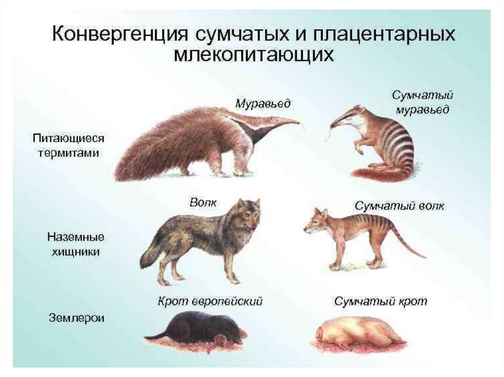 Сумчатые и плацентарные млекопитающие. Первозвери сумчатые. Конвергентная Эволюция плацентарных и сумчатых. Класс млекопитающие сумчатые размножение.
