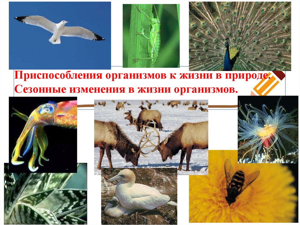 Приспособления организмов к жизни в природе. Сезонные приспособления организмов. Приспособление организмов к сезонным изменениям. Сезонные изменения организмов.