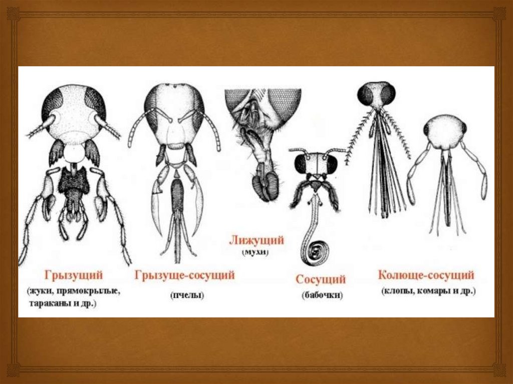 Ротовые аппараты насекомых картинки