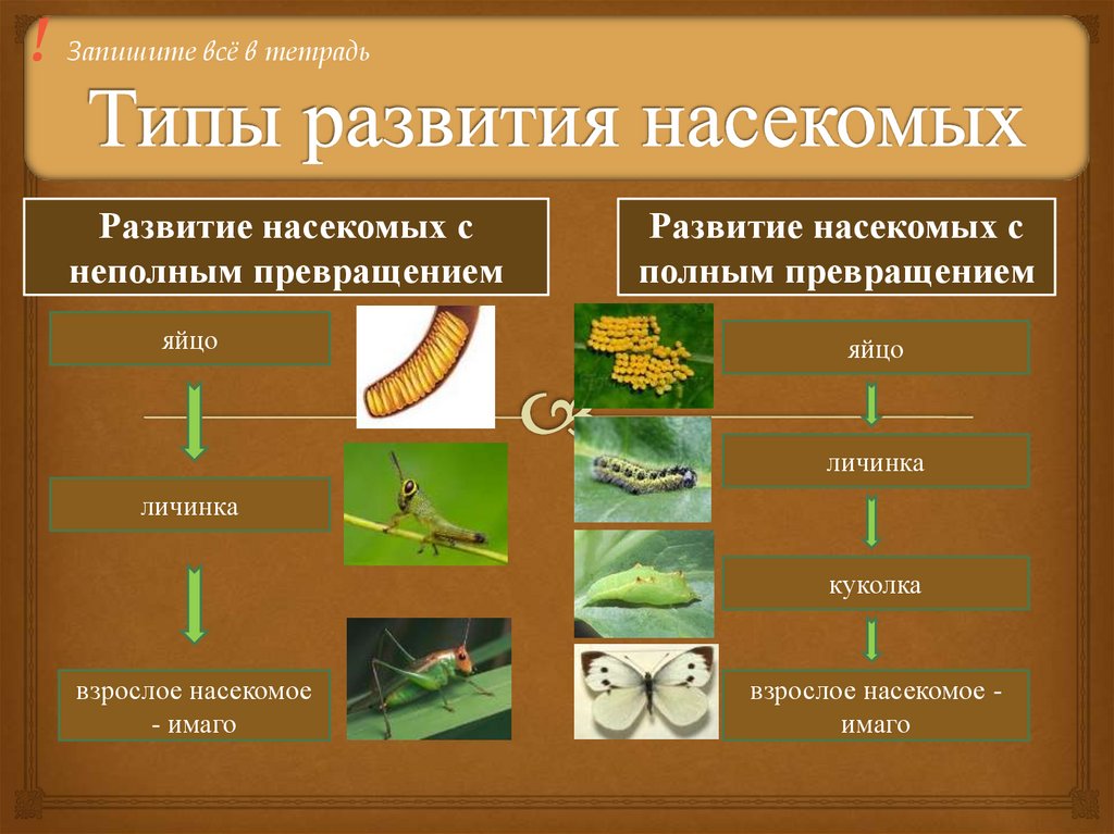 Заполните схему типы развития животных