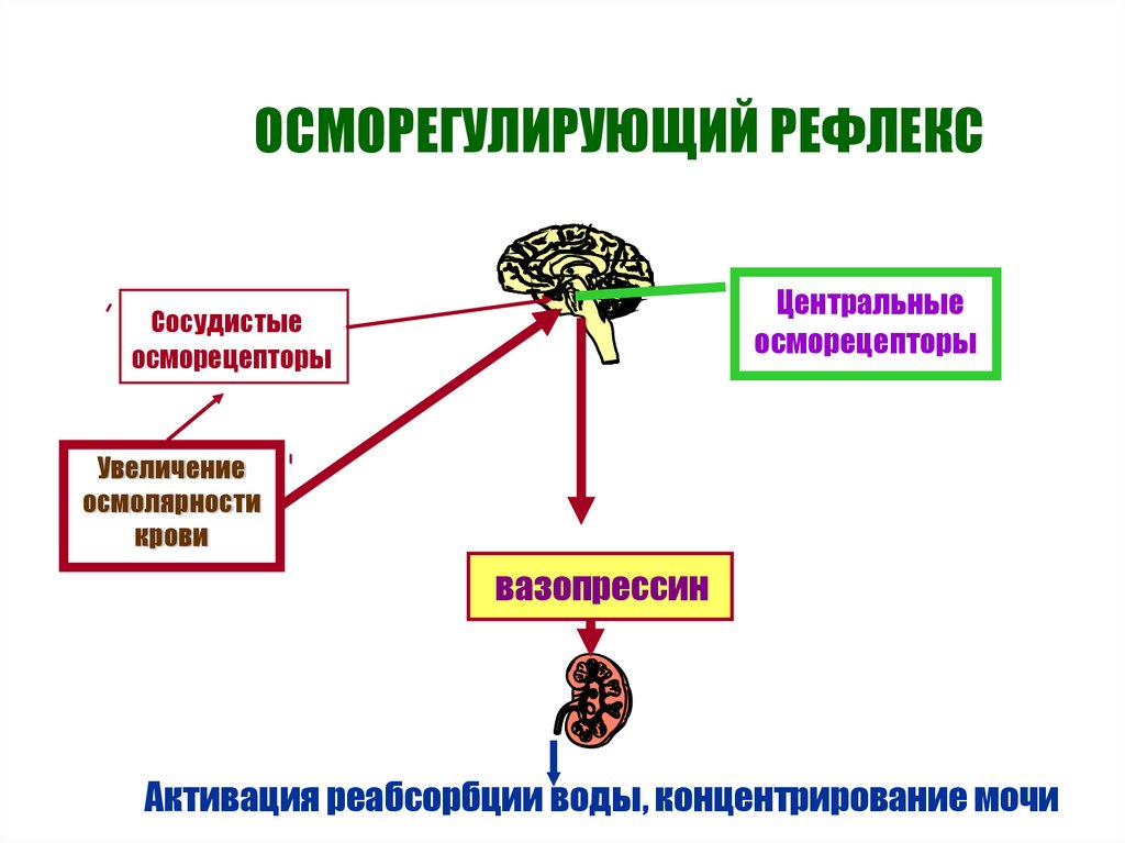 Высшим центром регуляции функций является