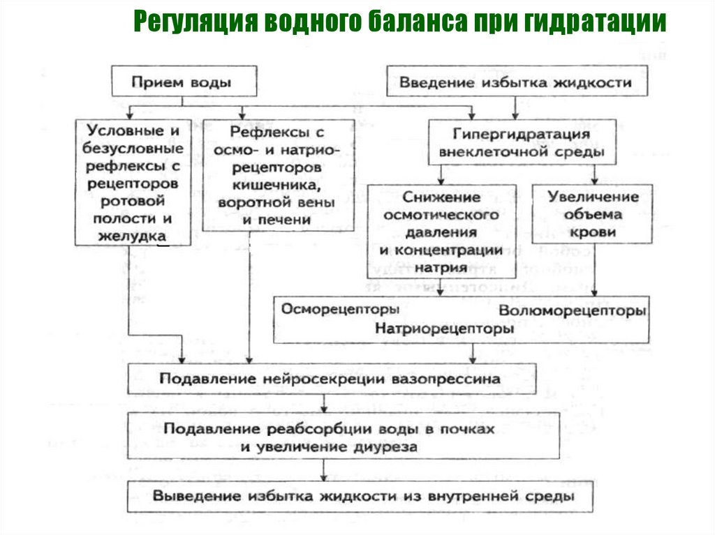 Схема регуляции водно солевого обмена в организме