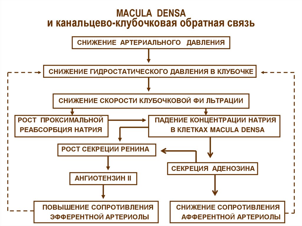 Механизм регуляции водно-солевого обмена. Регуляция водно-электролитного обмена. Канальцево клубочковая Обратная связь. Патогенез водно -электролитного обмена.