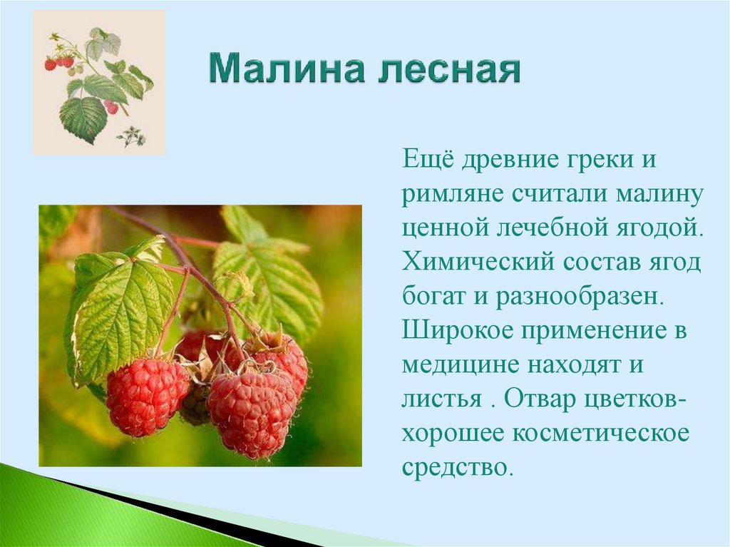 Информация о Малине. Лесная малина описание. Доклад о Малине. Малина кратко.